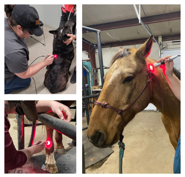 Chiropractic Wildcat Vet